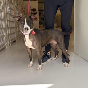 Zina, Pit Bull Terrier, adult, available for adoption