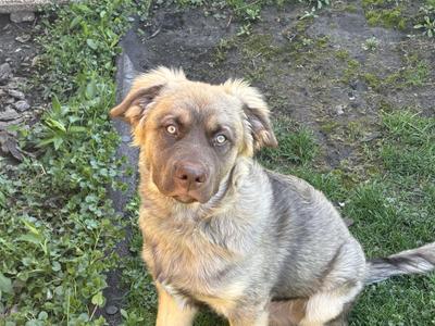 A light brown and grey dog with striking blue eyes sits on grass, looking directly at the camera.