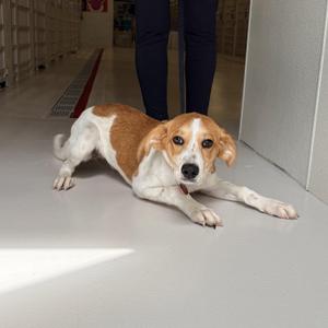 Flower, Hound, puppy, available for adoption