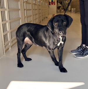A black dog with tan markings on its face and chest stands on a leash in what appears to be a kennel.