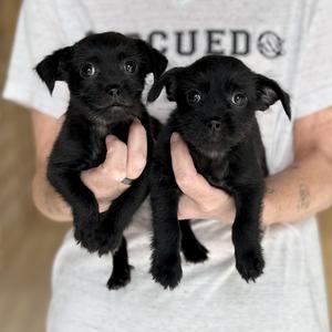 Doodle & Dash- Bonded Pair, Chihuahua, puppy, available for adoption