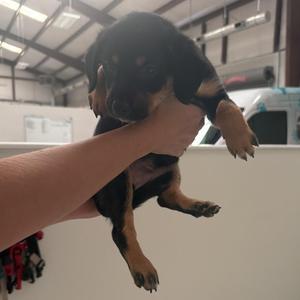 a person holding a small black and brown puppy