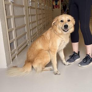 Sandy, Golden Retriever, adult, available for adoption
