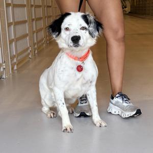 Jolie, Spaniel, adult, available for adoption