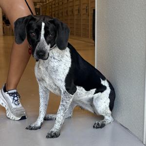 Imogene, Beagle, adult, available for adoption