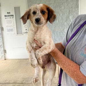 Paisley, Spaniel, puppy, available for adoption