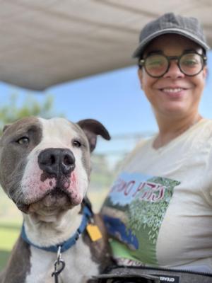 Basil, Pit Bull Terrier, young, available for adoption