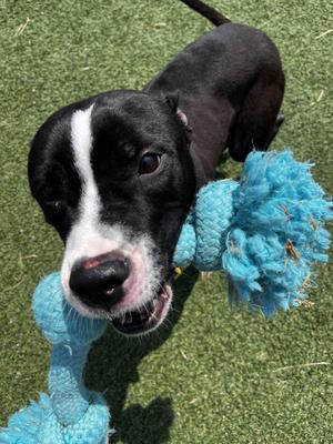 Bo Jangles, Pit Bull Terrier, young, available for adoption