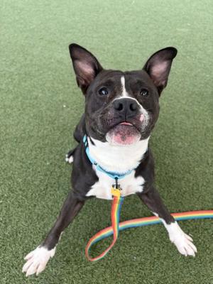 A black and white dog with a blue collar and a rainbow leash, sitting on a green artificial turf surface.