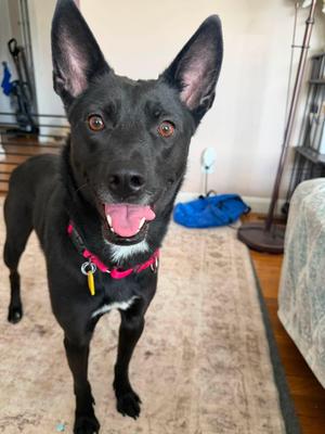 Bella Divine Whitney, German Shepherd Dog, young, available for adoption