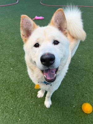 Ahoy, Chow Chow / Akita, young, available for adoption