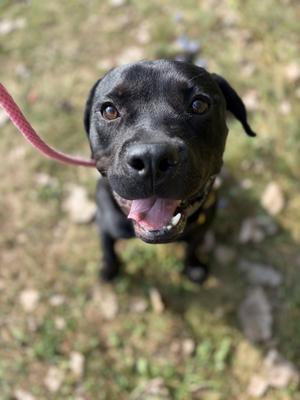 Banjo, Cane Corso, young, available for adoption