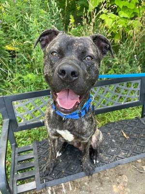 Bay, Pit Bull Terrier, young, available for adoption