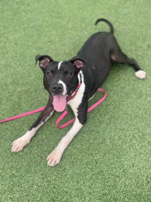 A black and white dog with a pink collar and leash lying on green artificial grass.
