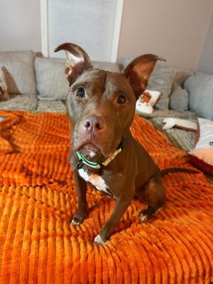 Bossy, Terrier / Pit Bull Terrier, adult, available for adoption