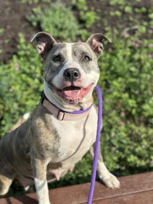 Certina, Pit Bull Terrier, adult, available for adoption