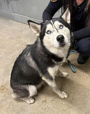 Abby, Siberian Husky, young, available for adoption