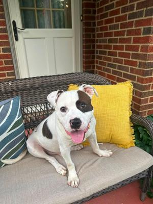 Barstow, Pit Bull Terrier, puppy, available for adoption