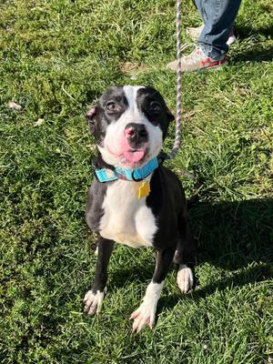 Alpina, Pit Bull Terrier, puppy, available for adoption