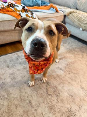 Blondie, Pit Bull Terrier, young, available for adoption