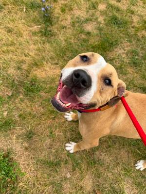 A brown and white dog with a red collar is standing on grass, looking up with its mouth open and tongue out.