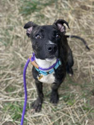 A black and white dog with a purple leash, standing on grass.