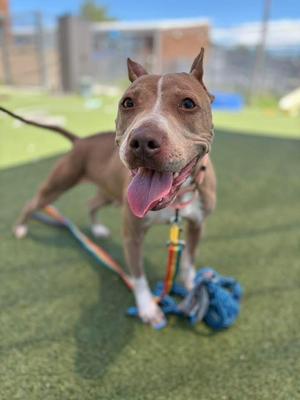 A brown and white pit bull mix dog with its tongue out, wearing a collar and leash, standing on artificial turf next to a blue dog toy.