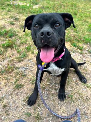 Amara, Labrador Retriever, young, available for adoption