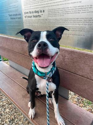Bimini, Pit Bull Terrier, adult, available for adoption