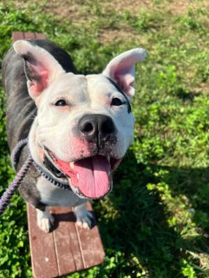Baby Girl, Terrier / Pit Bull Terrier, young, available for adoption