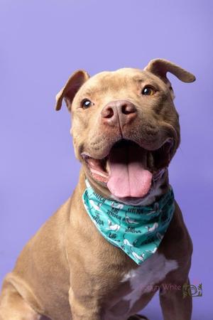 A brown dog with a green bandana on its neck, sitting against a purple background.