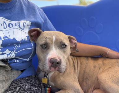 Buffy, Pit Bull Terrier, young, available for adoption