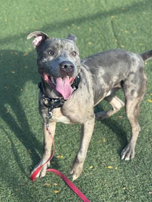 A gray and white spotted dog with a pink tongue sticking out, wearing a black collar and a red leash, standing on green grass.