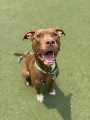 A brown dog with a green collar is sitting on a green surface, looking up with its mouth open and tongue out.