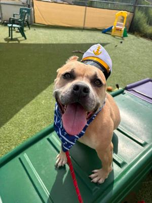 Captain, Pit Bull Terrier, young, available for adoption