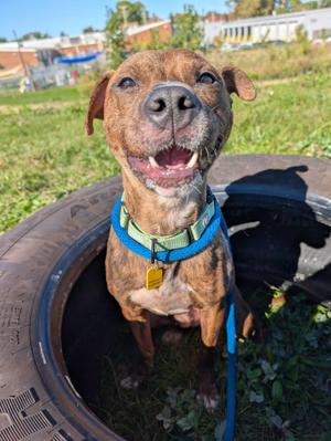Bartleby, Pit Bull Terrier, young, available for adoption