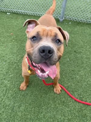 A brown dog with a red leash standing on green artificial turf.