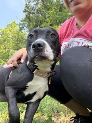 Baby Shady, Pit Bull Terrier, puppy, available for adoption
