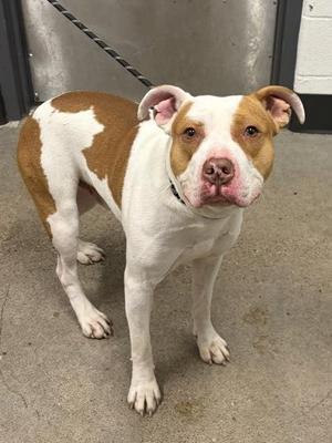A brown and white dog standing on a concrete floor, looking directly at the camera.