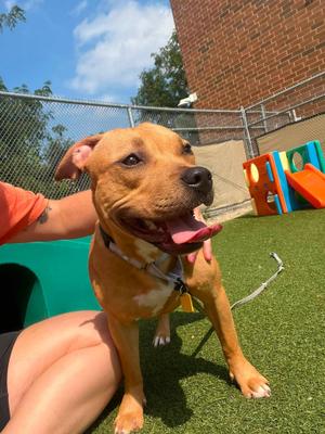 Baby Juice, Pit Bull Terrier, puppy, available for adoption