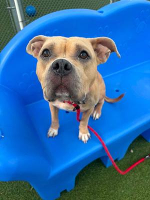 Bananarama, Pit Bull Terrier, young, available for adoption