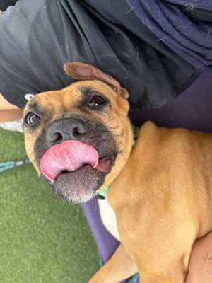 Carly, Pit Bull Terrier, adult, available for adoption