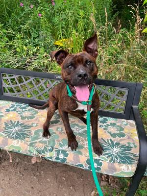 Brian, Pit Bull Terrier, young, available for adoption