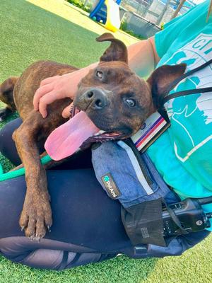 Brian, Pit Bull Terrier, young, available for adoption
