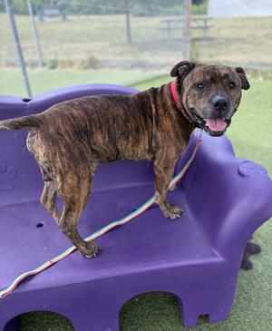Breezy, Pit Bull Terrier, adult, available for adoption