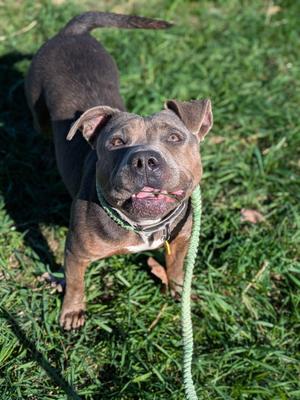 Bramble, Pit Bull Terrier, adult, available for adoption