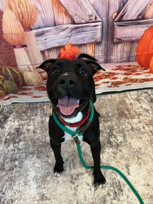 Castor, Pit Bull Terrier, puppy, available for adoption
