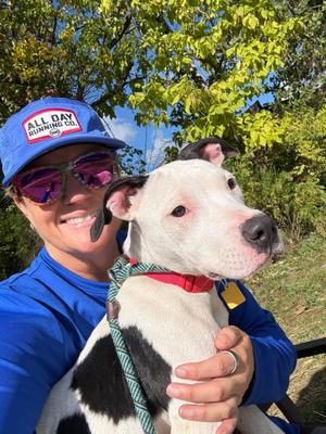 Baby Shark, Pit Bull Terrier, puppy, available for adoption