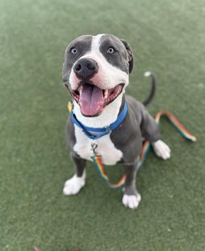 A happy pit bull terrier with a gray and white coat, wearing a blue collar and a rainbow-colored leash, sitting on green artificial turf.