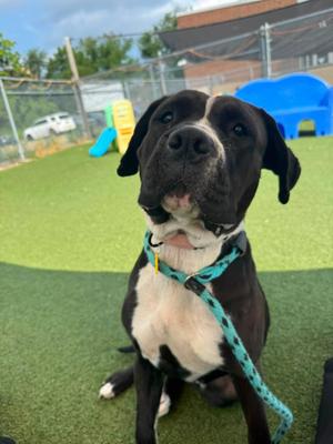 Apricot, Boxer, young, available for adoption